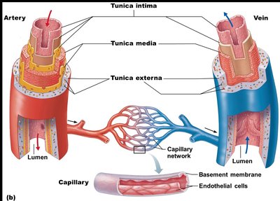 Structure of artery, vein, and capillary