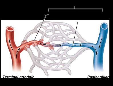 Capillary bed structure