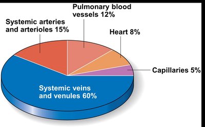 Vein structure and blood reservoir function