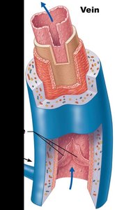 Venous valve structure