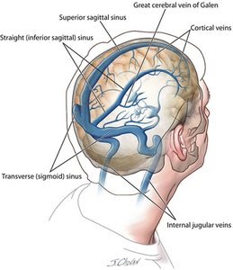 Venous sinus anatomy