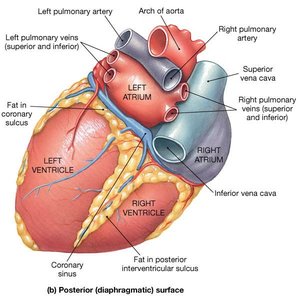 Coronary sinus location