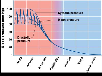 Blood pressure changes across vessels