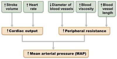 Factors affecting mean arterial pressure