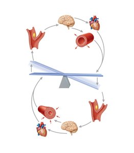 Baroreceptor reflexes for BP homeostasis