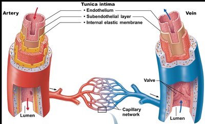 Tunica intima details