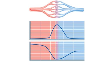 Blood flow velocity and cross-sectional area
