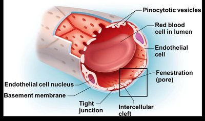 Capillary exchange routes