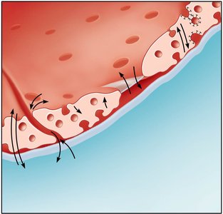 Capillary transport mechanisms