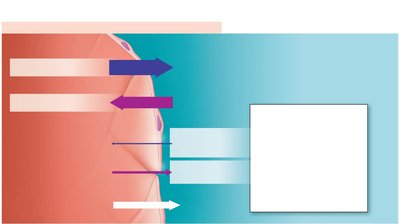 Bulk fluid flow at arterial end
