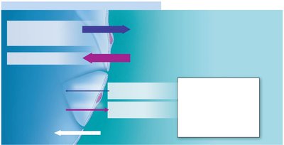 Bulk fluid flow at venous end