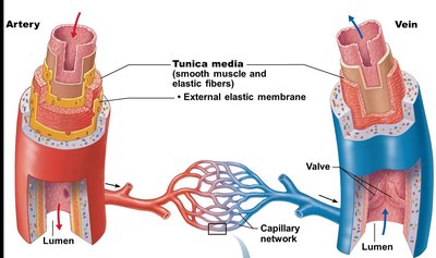 Tunica media details