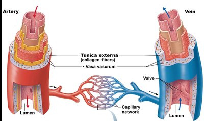 Tunica externa details