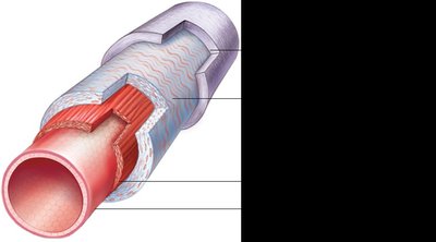 Elastic artery structure
