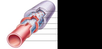 Muscular artery structure