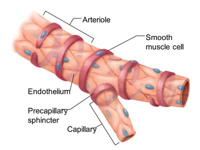 Arteriole structure