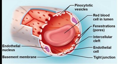 Continuous capillary structure
