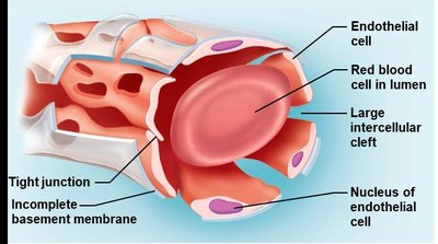 Sinusoid capillary structure