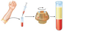 Blood sample collection and centrifugation showing plasma, buffy coat, and erythrocytes