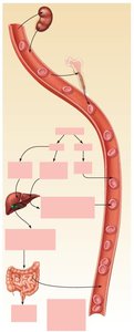 Lifecycle and destruction of erythrocytes