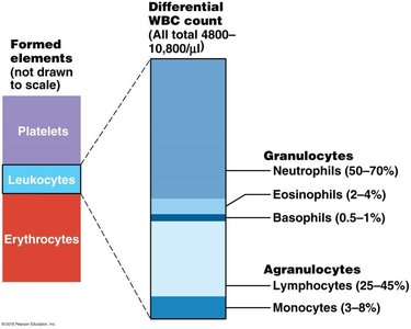 Differential WBC count and formed elements