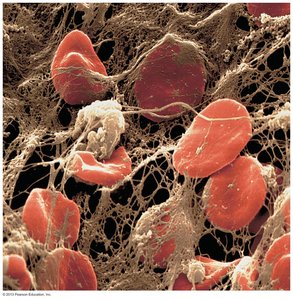 Events of hemostasis