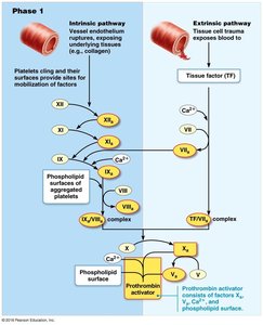 Coagulation cascade overview