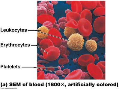 SEM of blood showing erythrocytes, leukocytes, and platelets