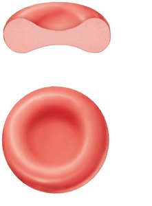 Structure of erythrocyte (red blood cell)