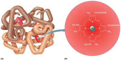 Hemoglobin structure showing globin chains and heme group