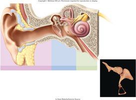 Inner ear anatomy showing cochlea and semicircular canals