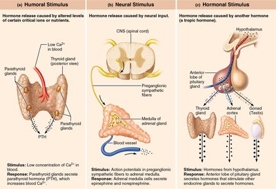 Diagram of humoral, neural, and hormonal stimuli for hormone release