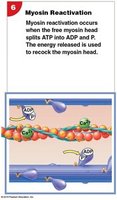 Active-site exposure on actin