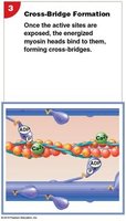 Myosin head pivoting (power stroke)