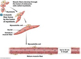 Diagram of thin filament structure, showing actin, tropomyosin, and troponin