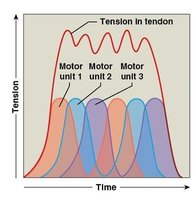 Diagram of smooth muscle structure and contraction