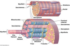Diagram of osmosis and osmotic pressure