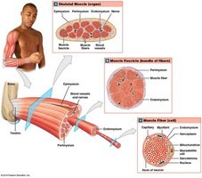 Length-tension relationship in sarcomeres