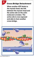Myosin reactivation