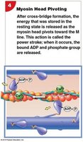 Diagram showing the development of muscle fibers from myoblasts