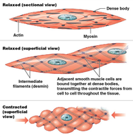 Diagram and electron micrograph of sarcomere structure