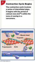 Diagram of muscle fiber structure, showing myofibrils, sarcolemma, and sarcoplasm