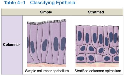 Table of epithelial tissue classification by shape and layers (part 2)