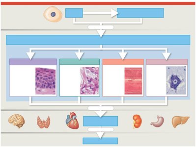 Diagram showing the four major tissue types and their roles in the body