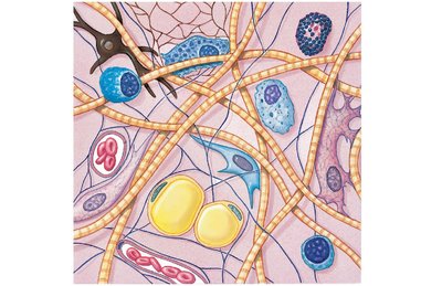 Cells and fibers of connective tissue proper