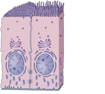 Diagram showing the polarity of epithelial cells, including apical and basal surfaces