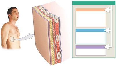 Diagram of fasciae layers in the body