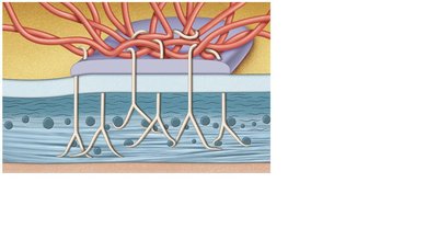 Diagram of hemidesmosomes attaching to basement membrane