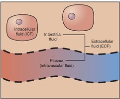 Diagram of intracellular and extracellular fluid compartments