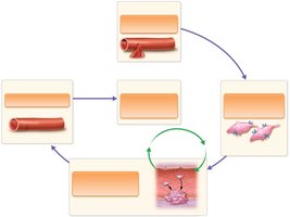 Blood clotting positive feedback loop diagram